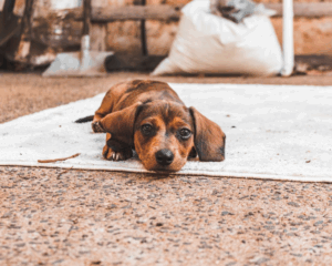 Pet stains on carpet